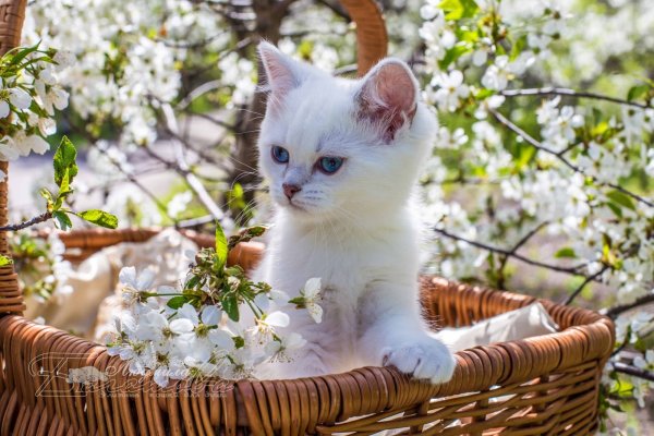 Весна с белыми котятами