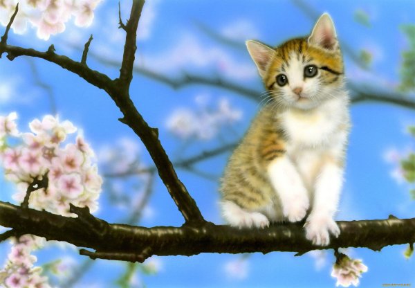 Весенние котята