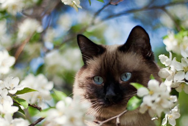 Кошки весной