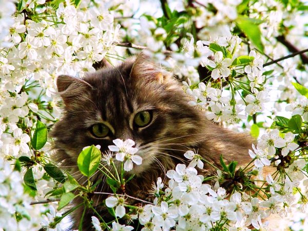 Котенок и Весна