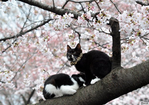 Весенние кошки