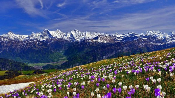 Долина тюльпанов Интерлакен Швейцария