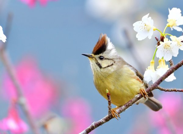 Птицы весной