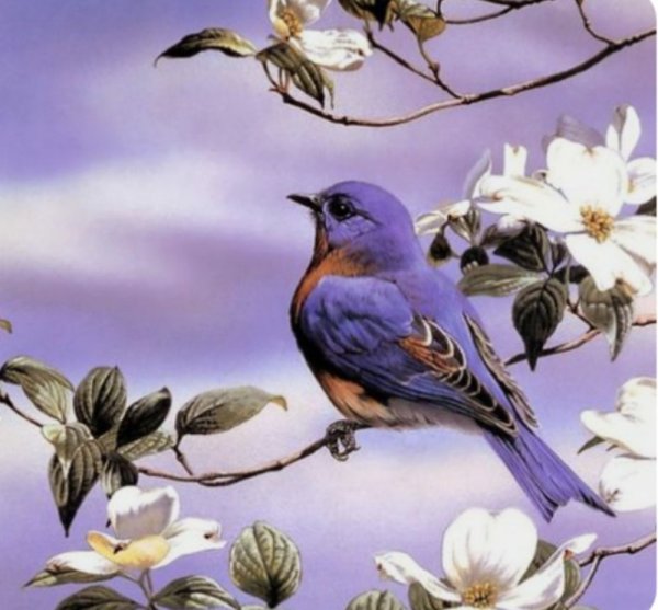 Цветы и птицы