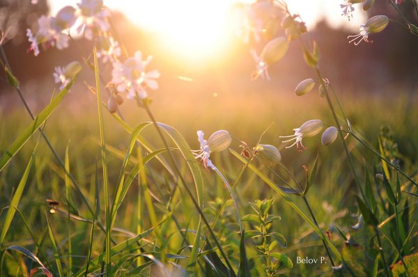 Природа просыпается