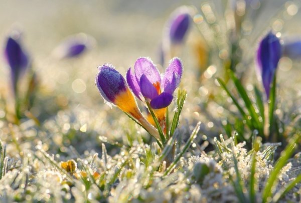 Утро весной