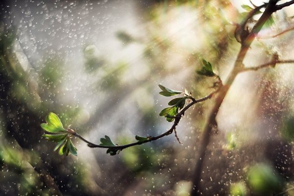 Волшебного весеннего утра