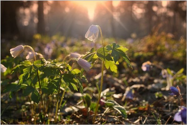 Утро весной