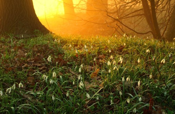 Утро солнце Весна