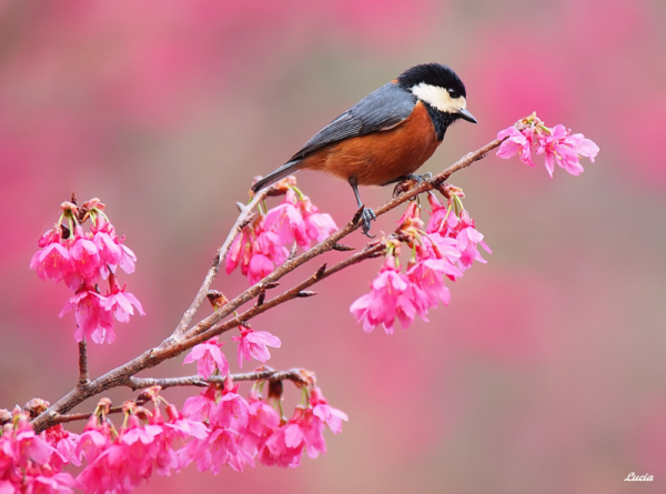 Международный день птиц