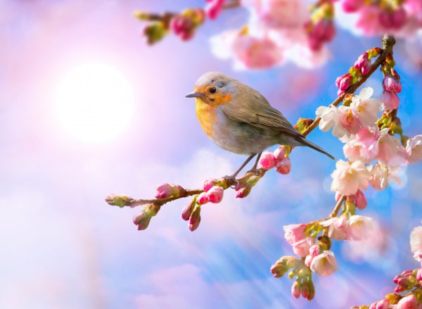 Горлица, Соловей