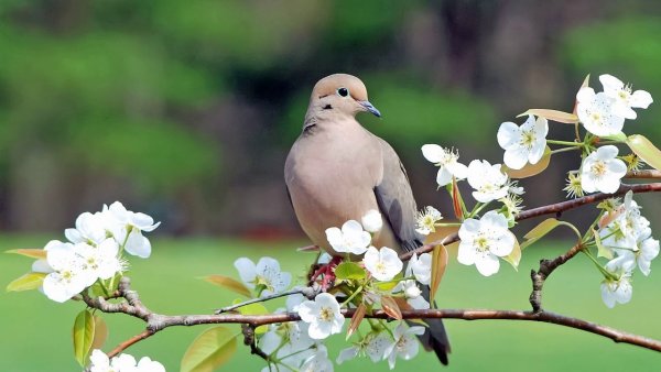 Красивые птицы