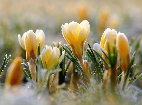 Доброе утро с весной