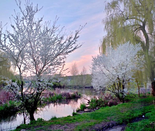 Весеннее утро