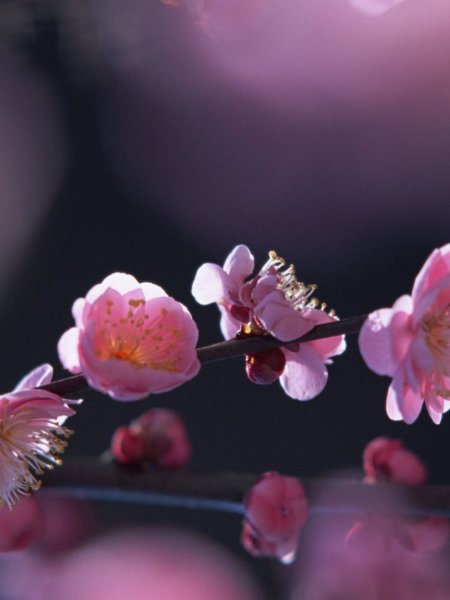 Тёмная Сакура цветок