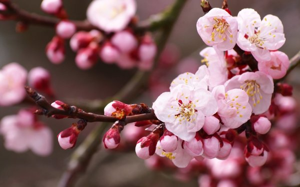 Весенняя природа