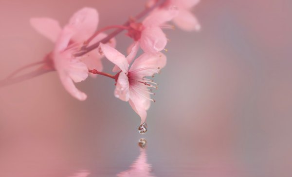 Розовые нежные цветы обои