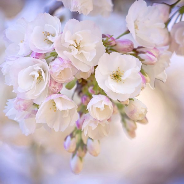 Светлые цветы