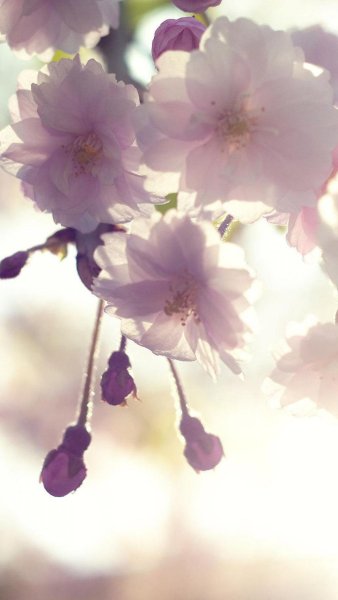 Нежные весенние цветы