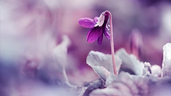 Нежные цветочки