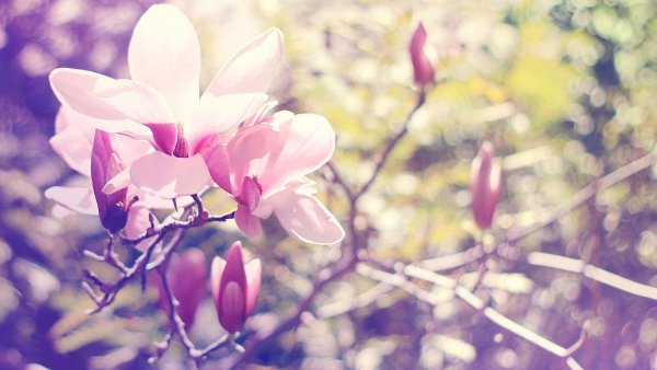 Нежные весенние цветы