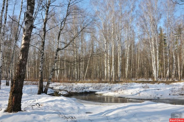 Ранняя Весна в лесу