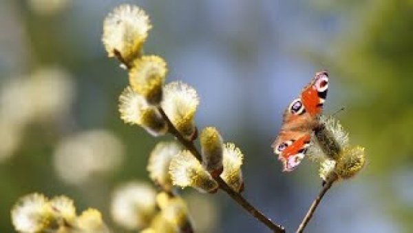 Весна природа просыпается