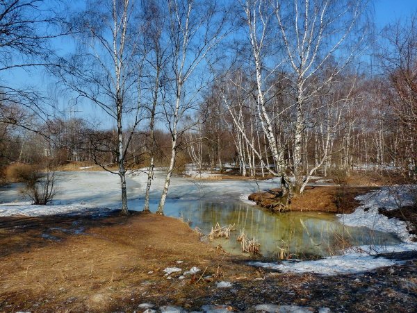 Верба и подснежники