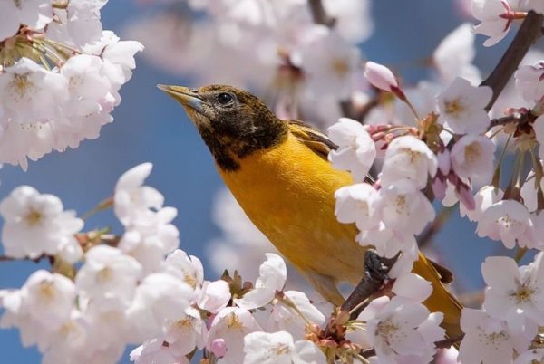 Весна природа птицы