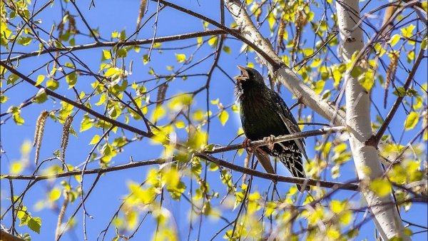 Скворец (Весна)