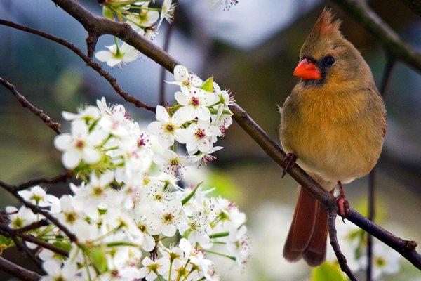 Весенние заботы птиц