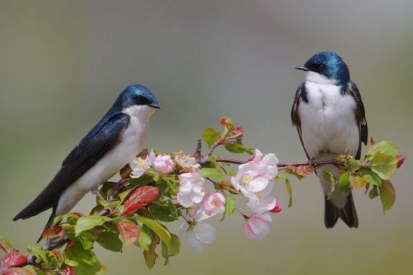 Ласточка весной
