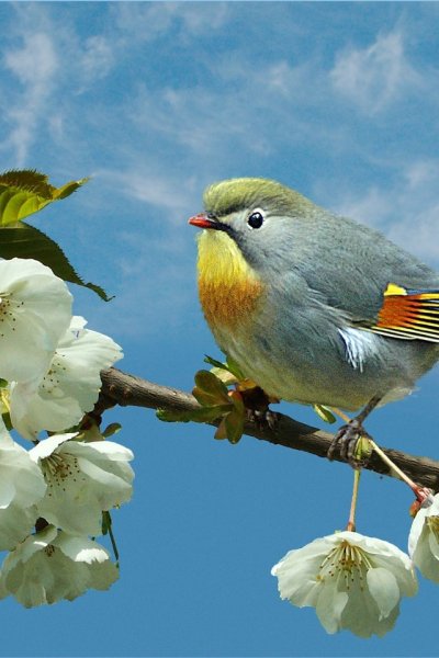 Стая грачей