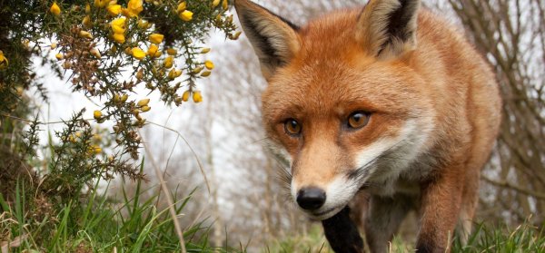 Лиса в лесу крадётся