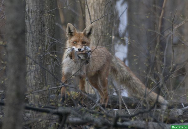 Лиса весной в лесу