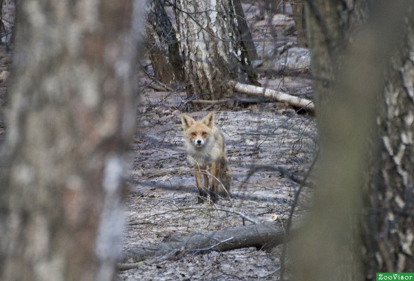 Весенний лес и лисица