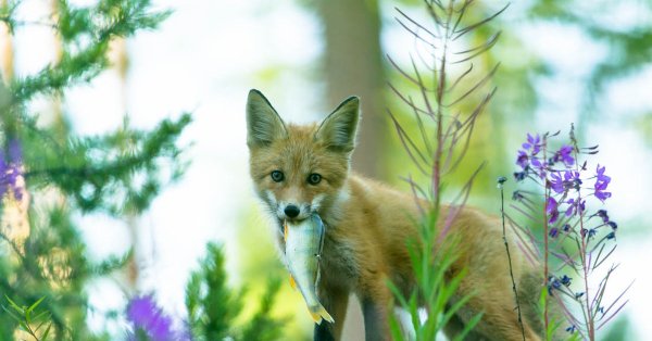 Баргузинский заповедник лиса