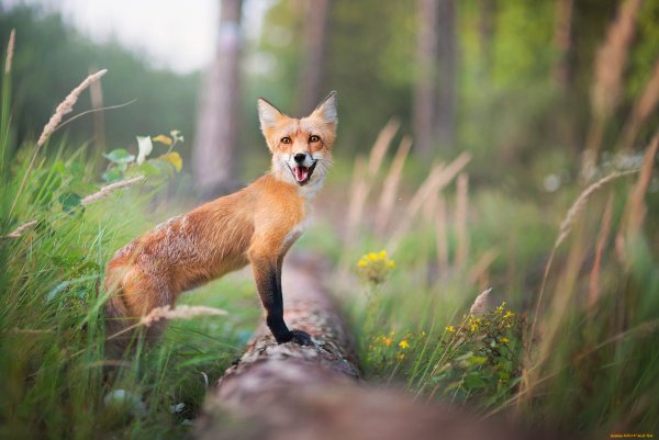 Лиса в Лосином острове