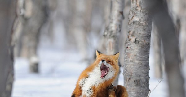 Бакурианская лиса