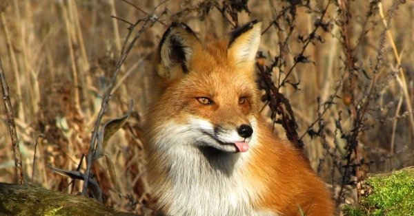 Лиса весной в лесу