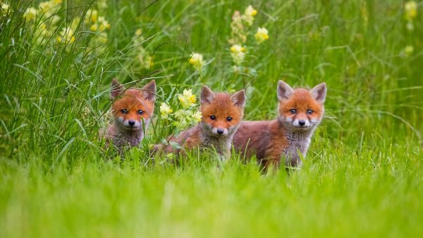 Красивые летние лиса