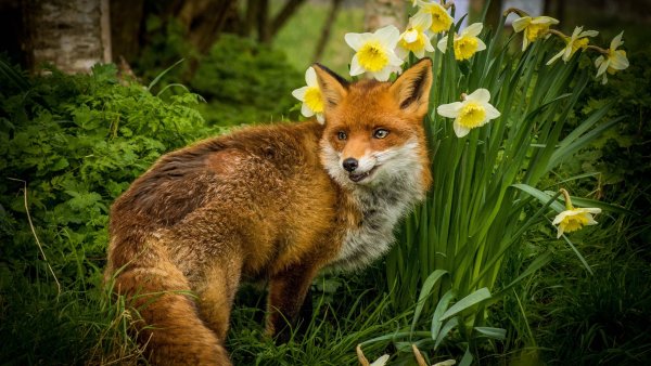 Лисенок в цветах