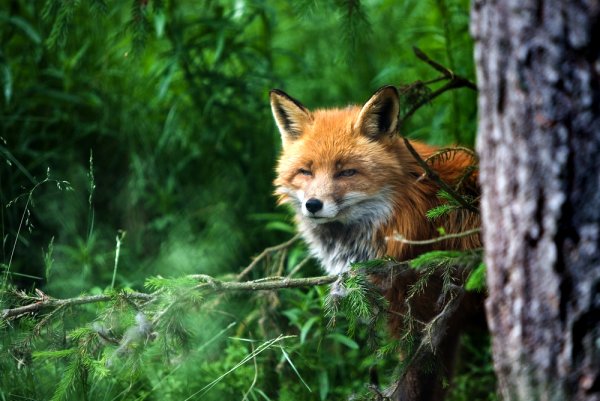 Лиса под деревом