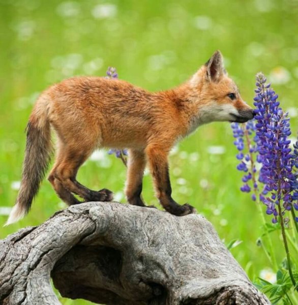 Лиса в траве