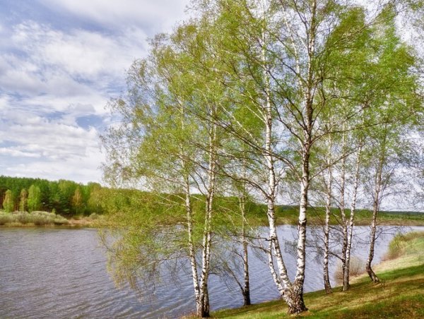 Русская береза весной