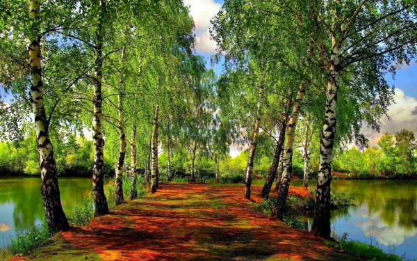 Береза весной