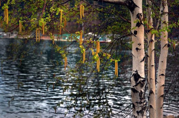 Россия Ива река береза