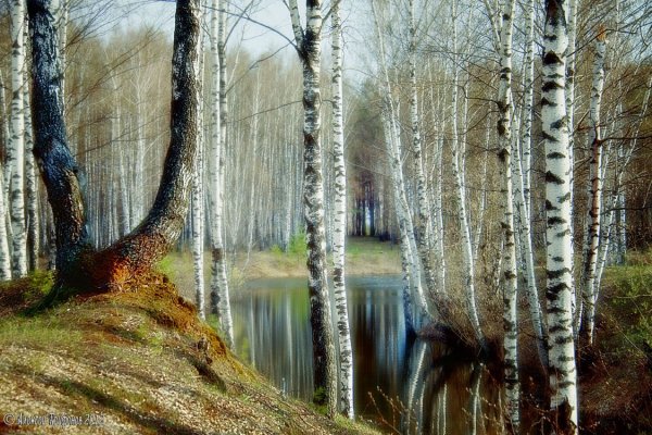 Береза повислая над рекой