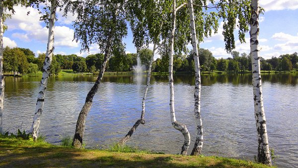 Березовая роща с озером