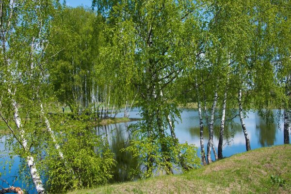 Природа России Березовая роща